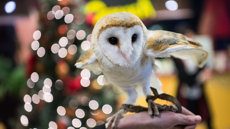 В московском ТЦ "Авиапарк" прокомментировали видео с птицами в сетках