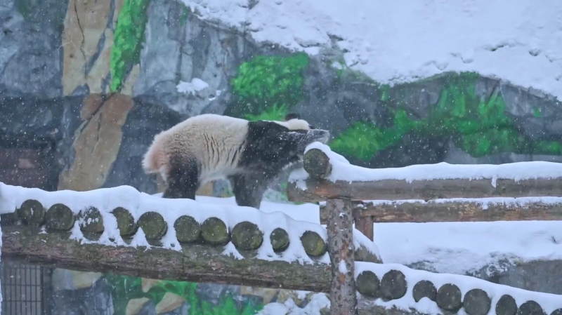 В Московском зоопарке рассказали, как выросла панда Катюша