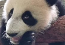 В Московском зоопарке рассказали, как выросла панда Катюша