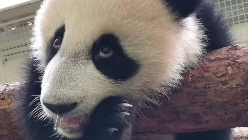 В Московском зоопарке рассказали, как выросла панда Катюша