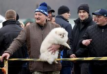 Зеленский обзавидовался пёсику у ног Лукашенко — и прав у Умки больше, и легитимность законная